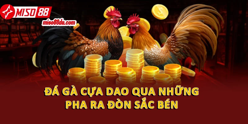 Đá gà cựa dao qua những pha ra đòn sắc bén 